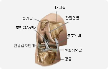 안산성형외과 슬관절